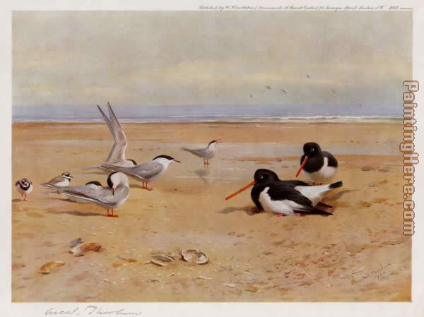 Oyster Catchers Terns and Ringed Plovers painting - Archibald Thorburn Oyster Catchers Terns and Ringed Plovers art painting